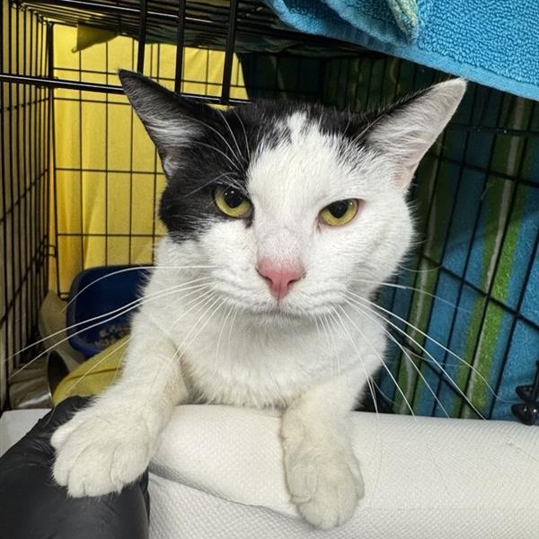 Domino - Domestic Shorthair