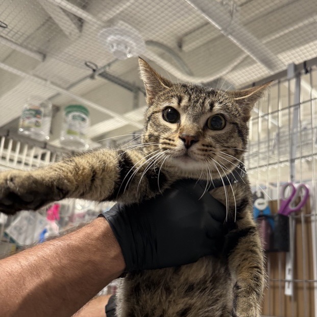Whiskers - Domestic Shorthair