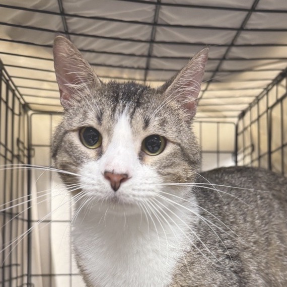 Buttercup - Domestic Shorthair