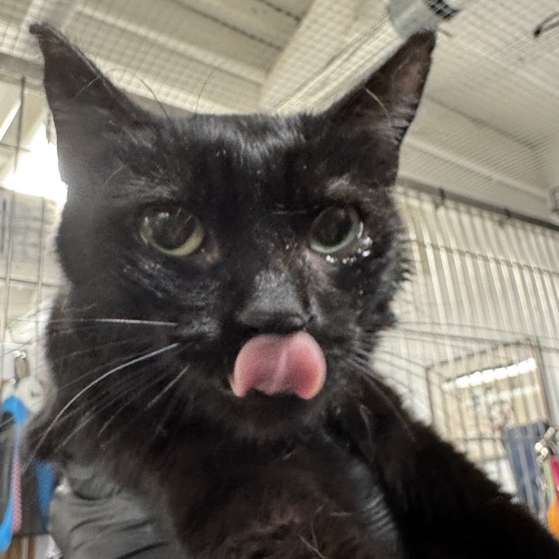 Onyx - Domestic Shorthair