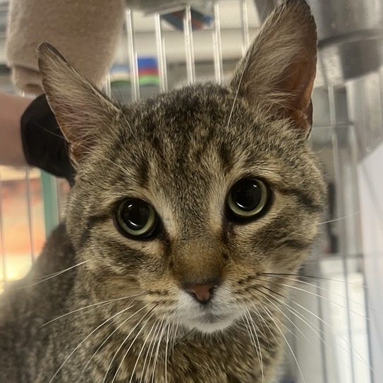 Dylan - Domestic Shorthair
