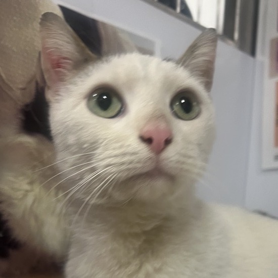 Bob - Domestic Shorthair