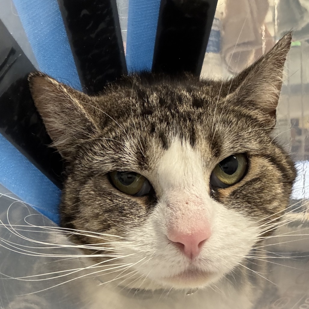 Daniella - Domestic Shorthair