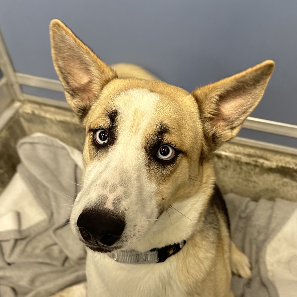 Hazel - Shepherd, German/Husky