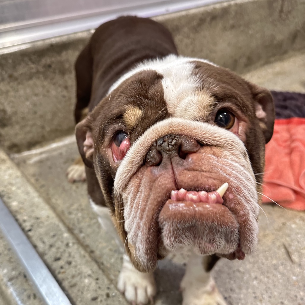 Royal Poinciana - Bulldog, English/Mix