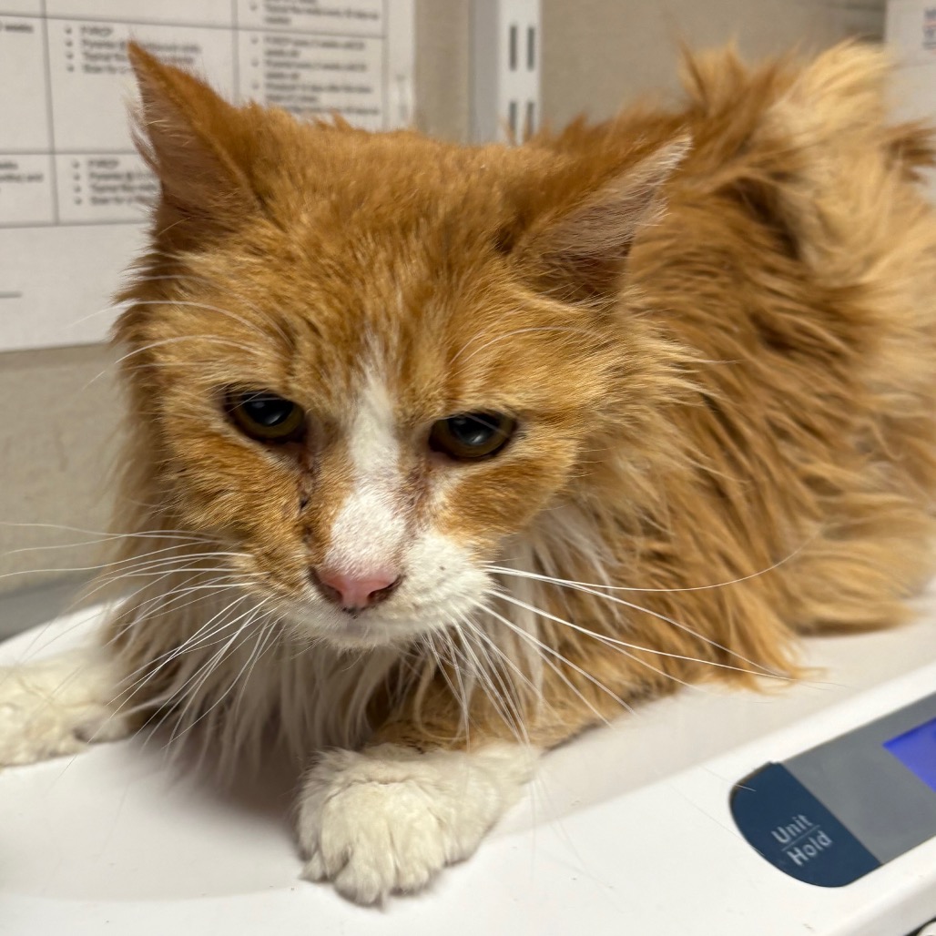 Sturgis - Domestic Medium Hair