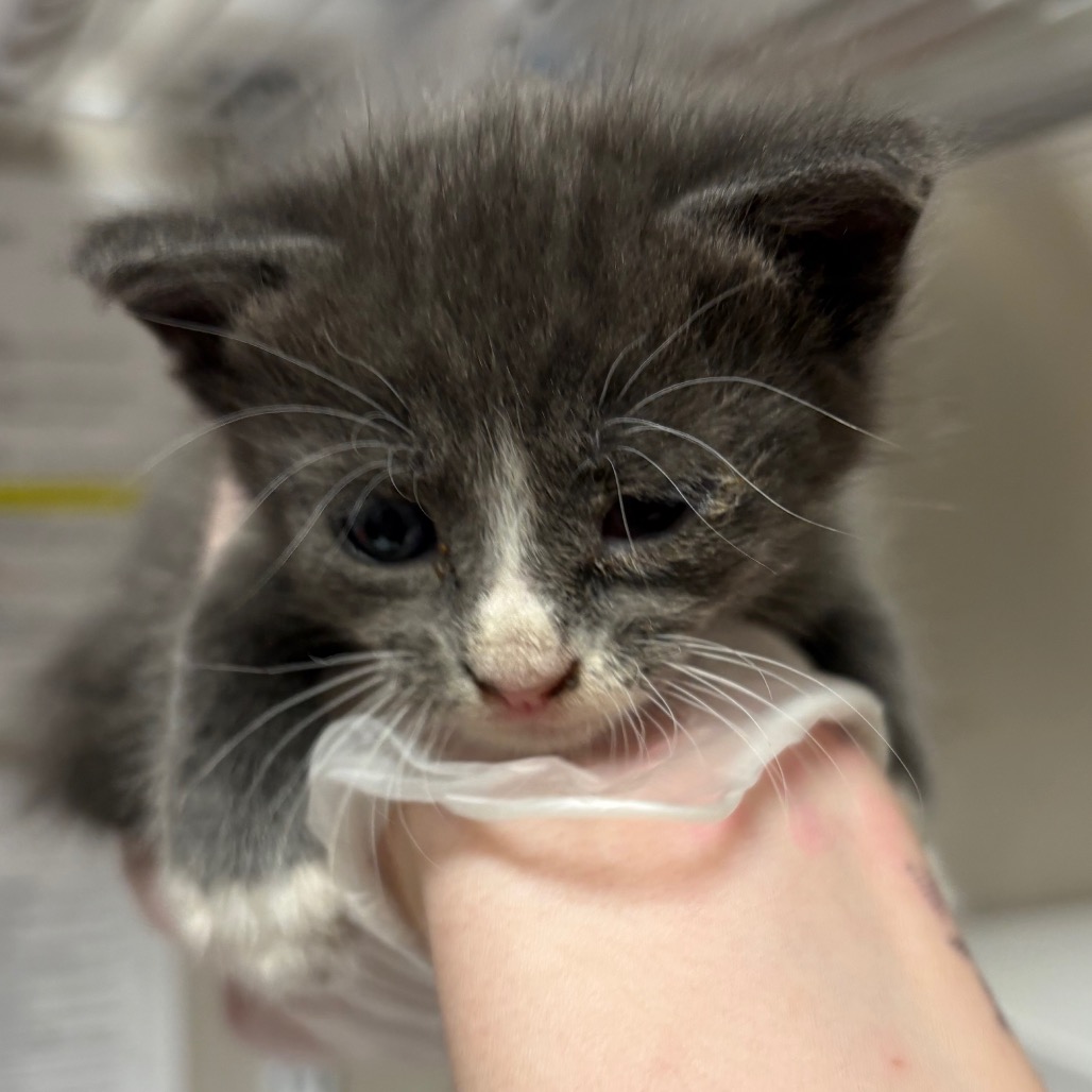 Stardust - Domestic Shorthair