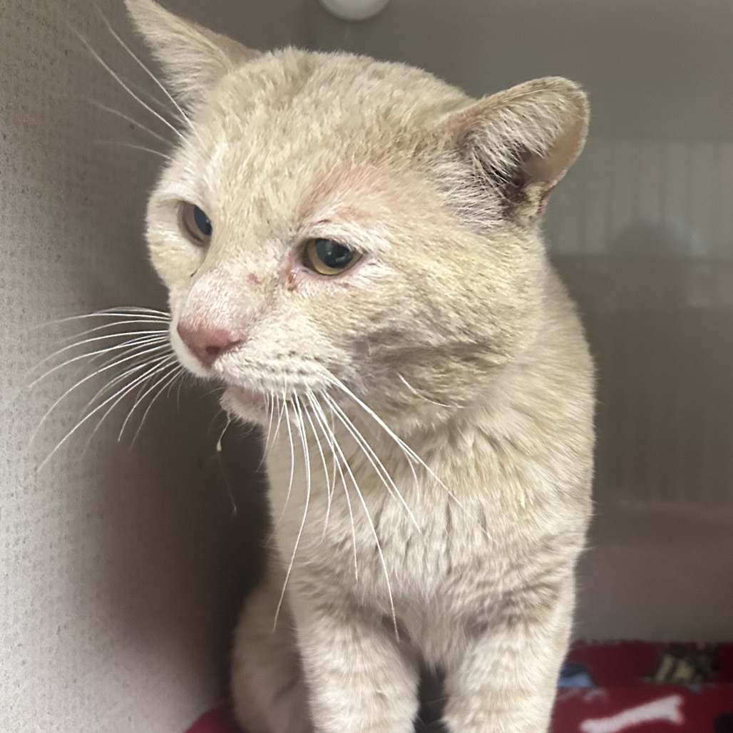 Wilbur - Domestic Shorthair
