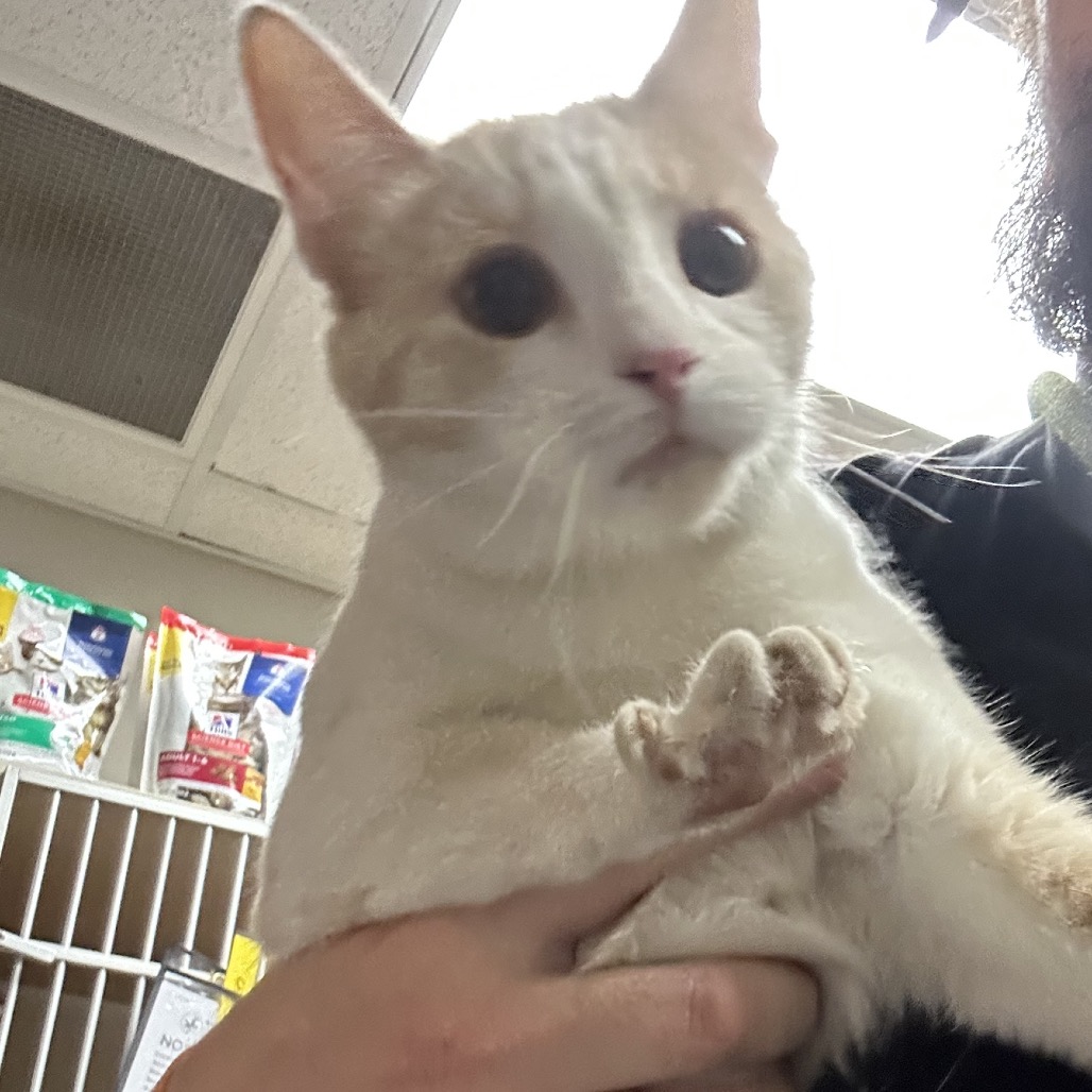 Bonnie - Domestic Shorthair