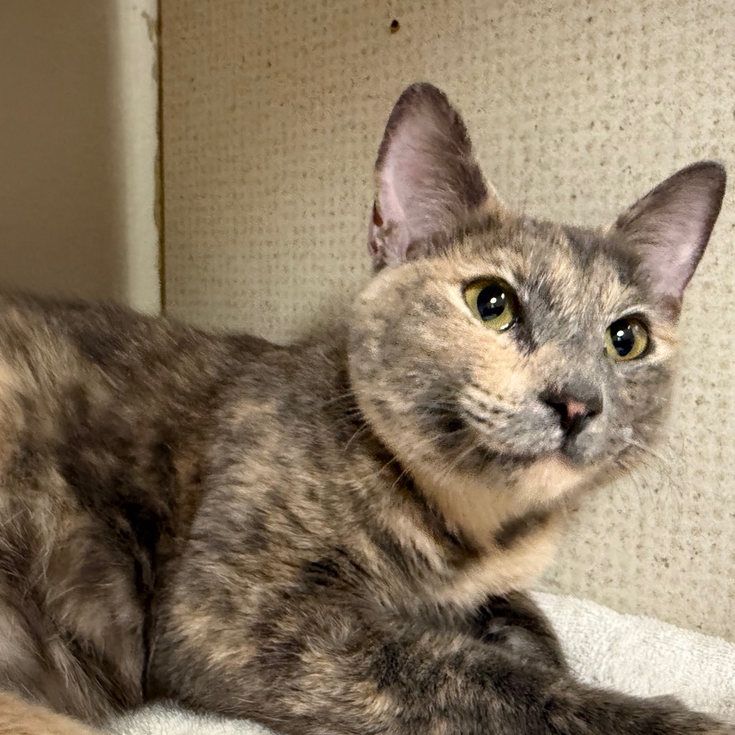 Mary - Domestic Shorthair