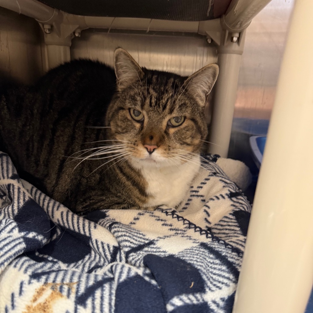 Gabby - Domestic Shorthair