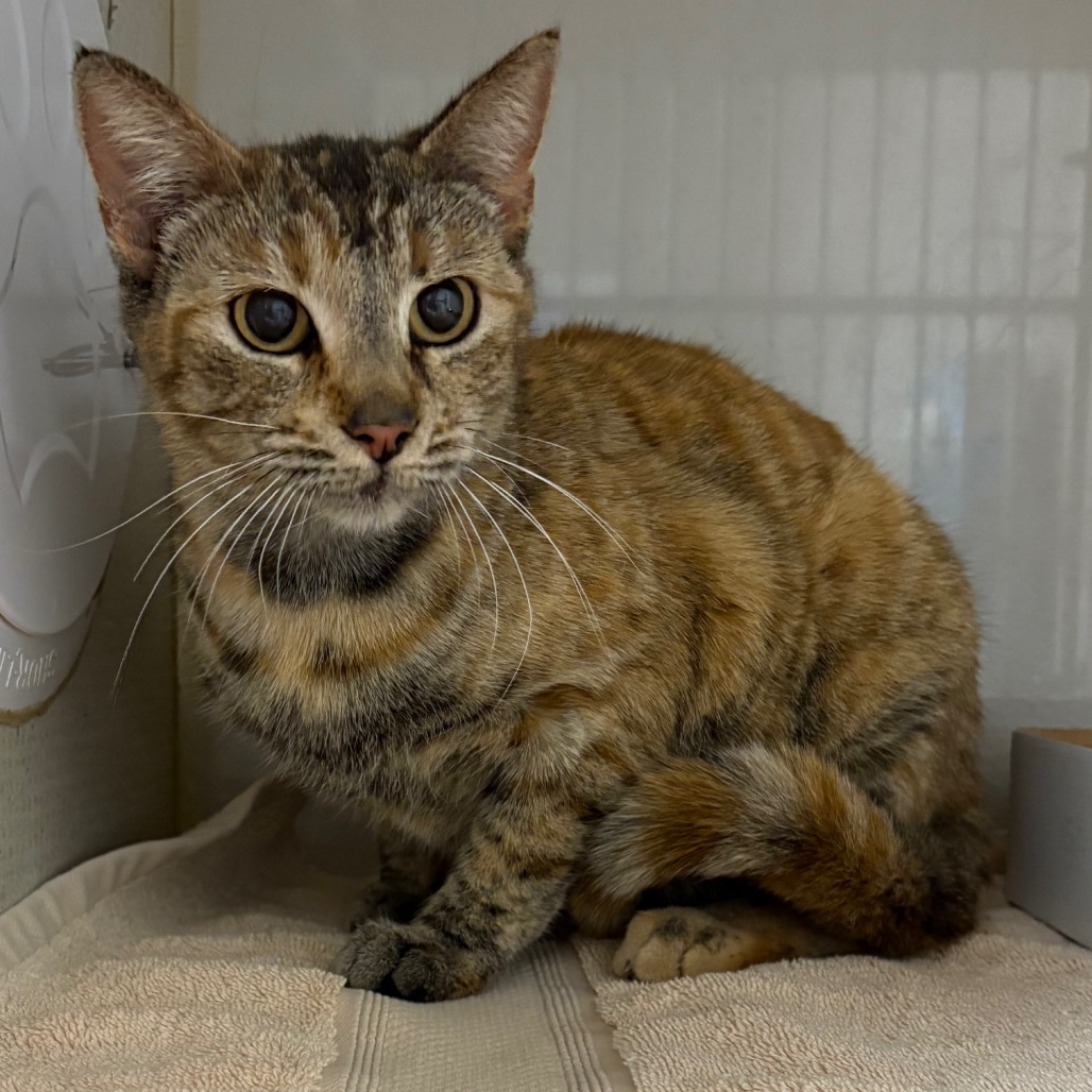 Peggy - Domestic Shorthair