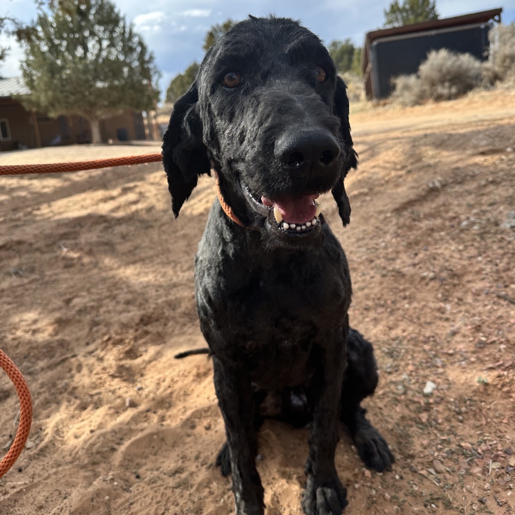 Eastwood - Mixed Breed (Large)