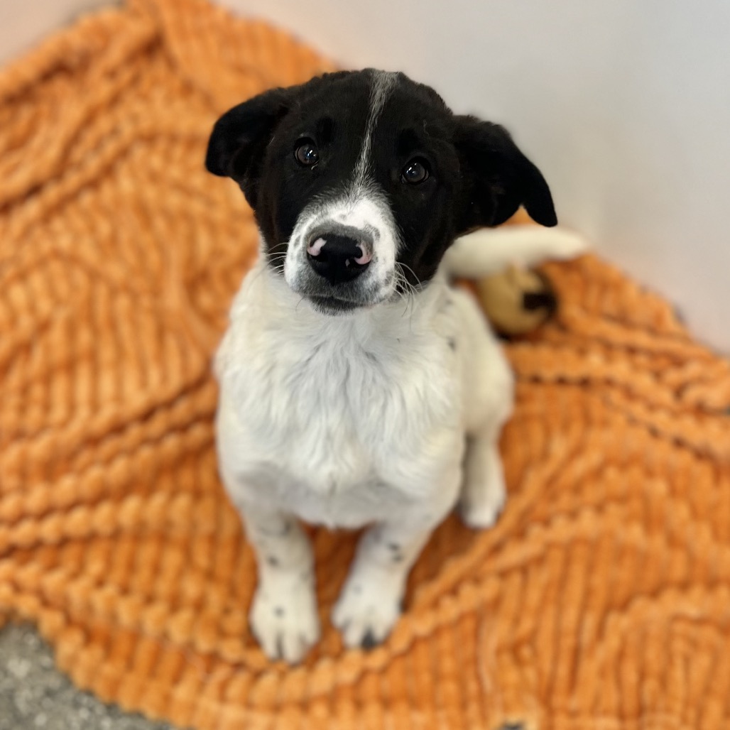 Shake - Cattle Dog/Mixed Breed (Medium)