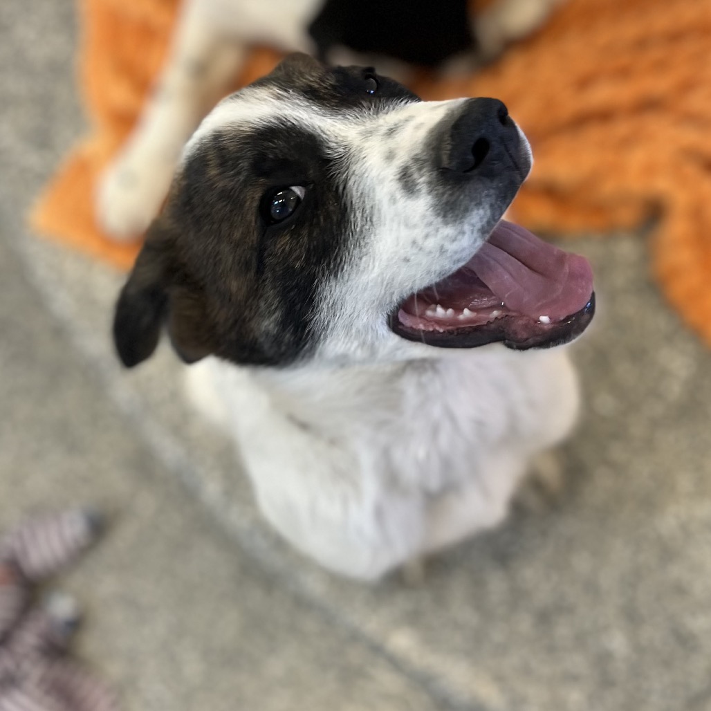 Bake - Cattle Dog/Mixed Breed (Medium)