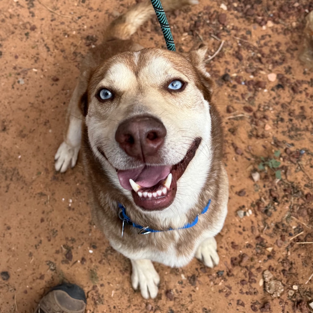 Madden - Husky