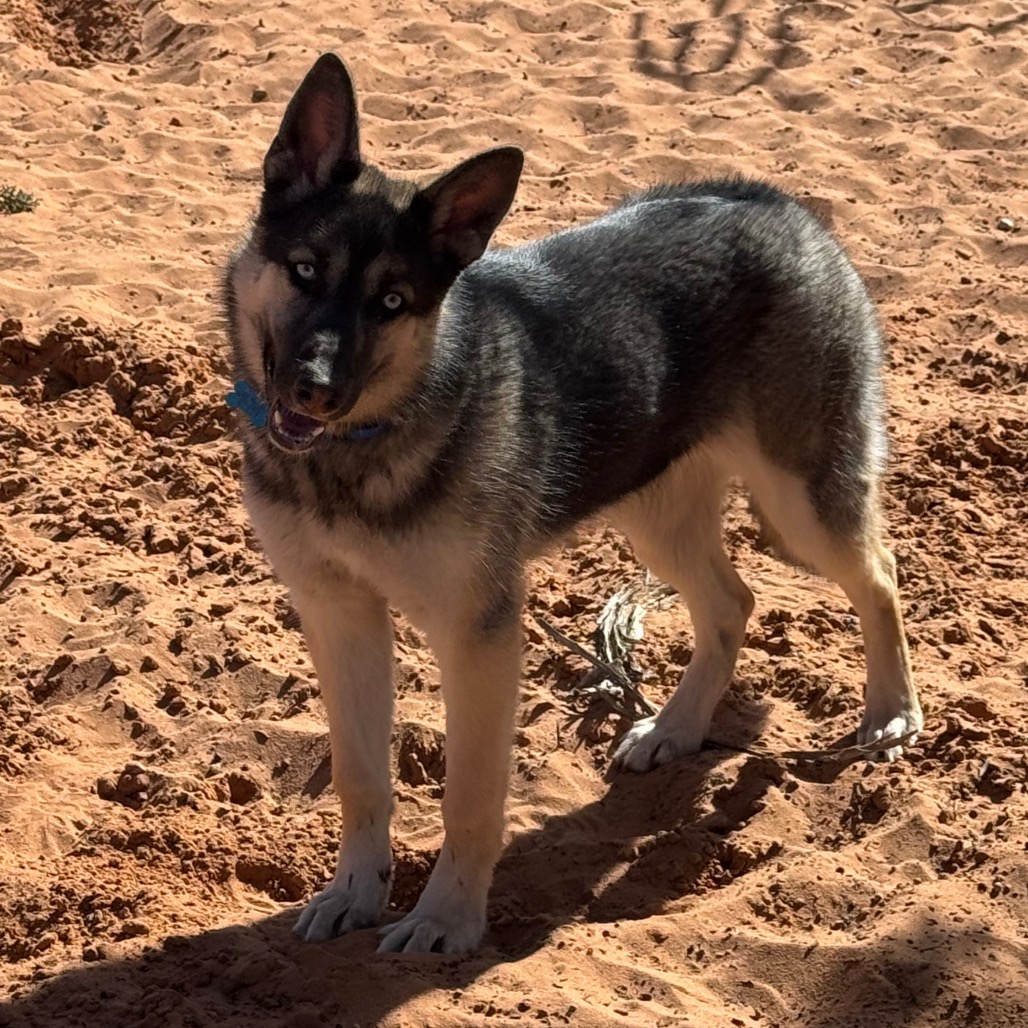 Cocoa Puff - Husky/Shepherd, German