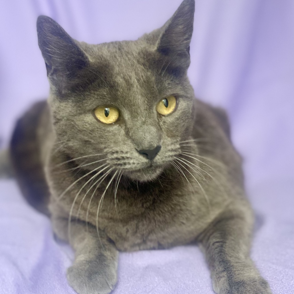 Baobab - Russian Blue