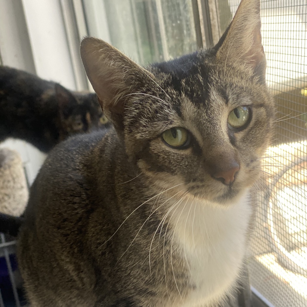 Telperion - Domestic Shorthair