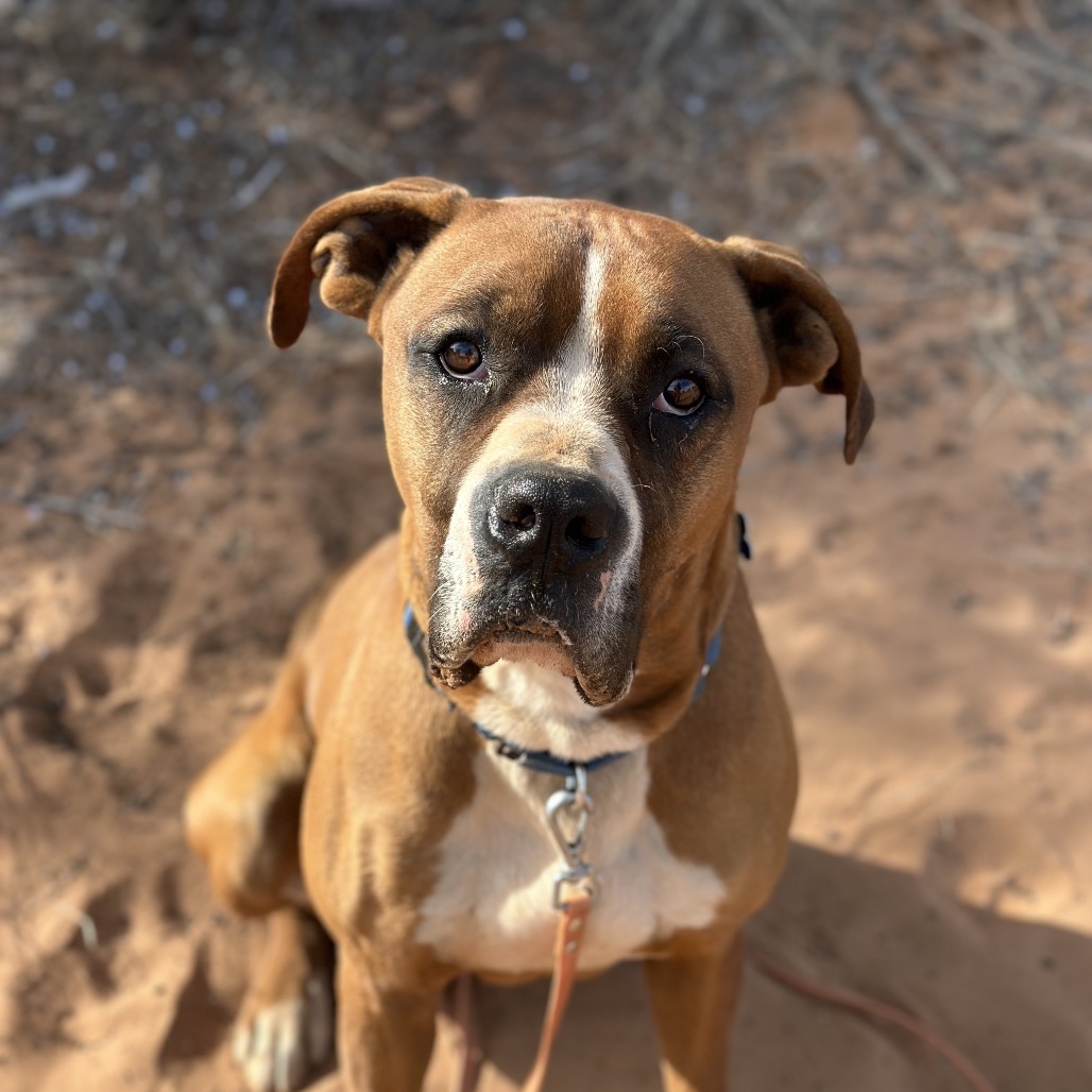 Riggins - Boxer/Mix