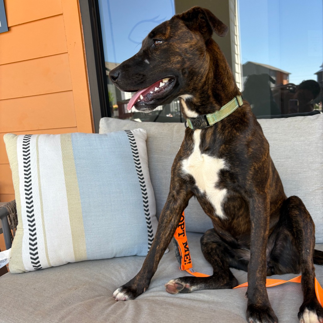 Lilli - Mixed Breed (Medium)/None