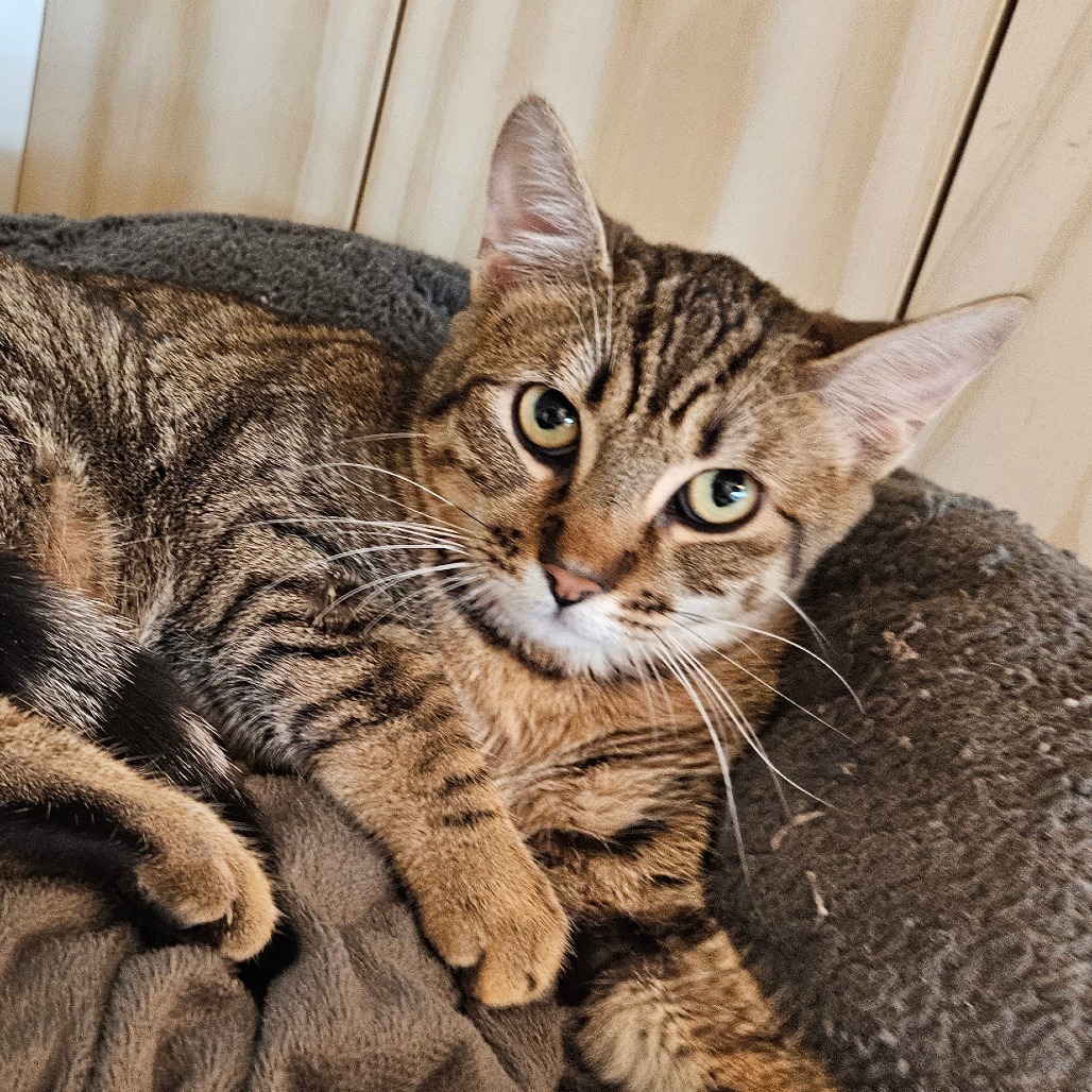 Cream Cheese - Domestic Shorthair