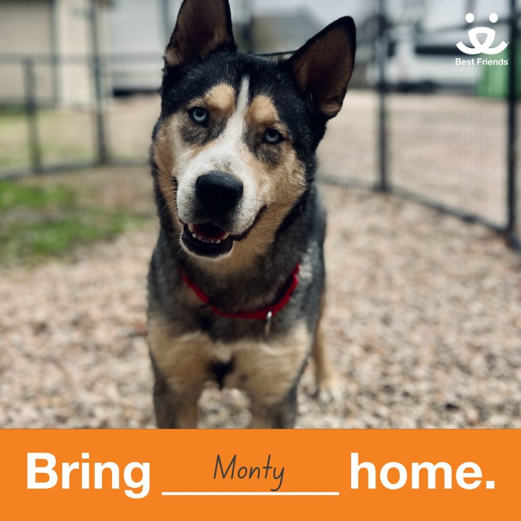 Monty - Husky/Mixed Breed (Large)