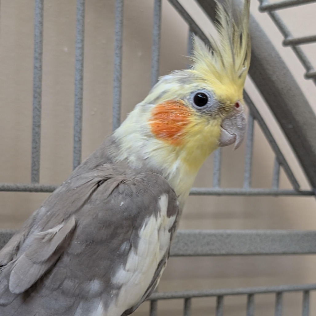 Wyatt - Cockatiel