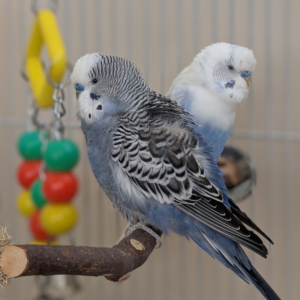 Norman - Common (Budgie/Budgerigar) Parakeet