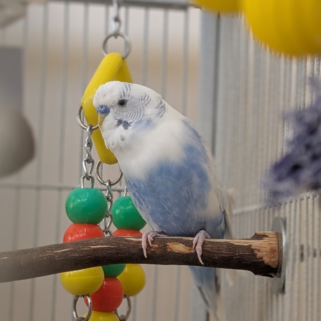 Robert - Common (Budgie/Budgerigar) Parakeet