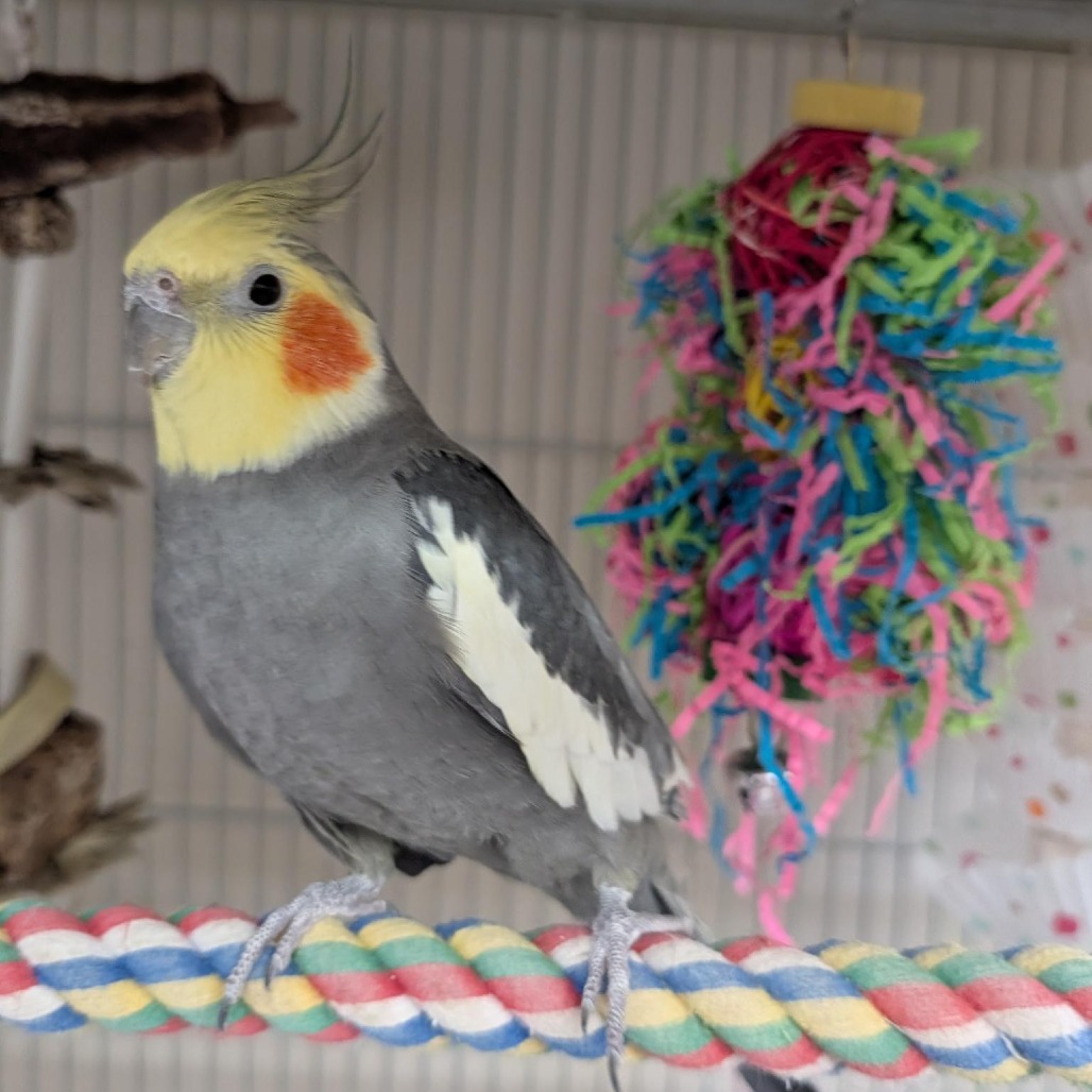 David - Cockatiel