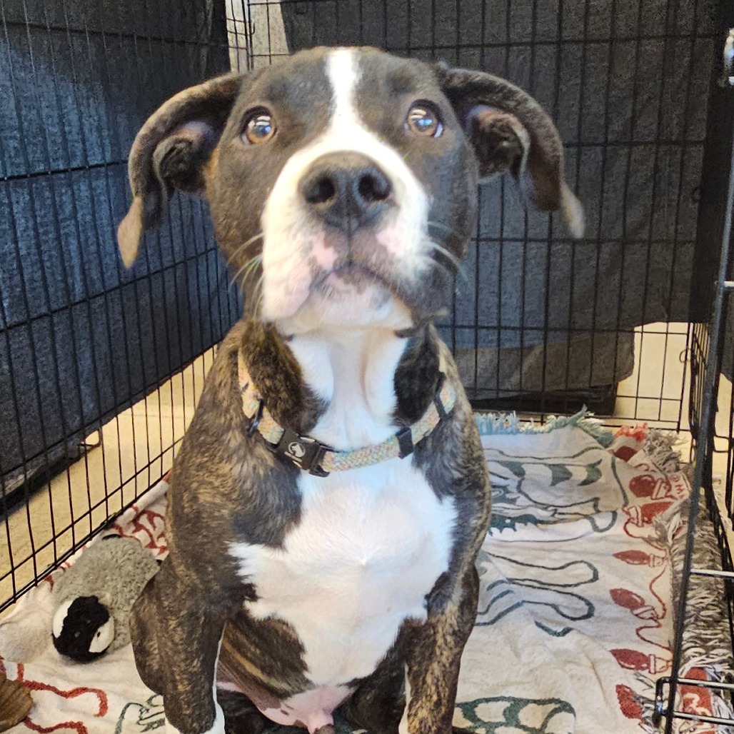 Rugar - Mixed Breed (Large)