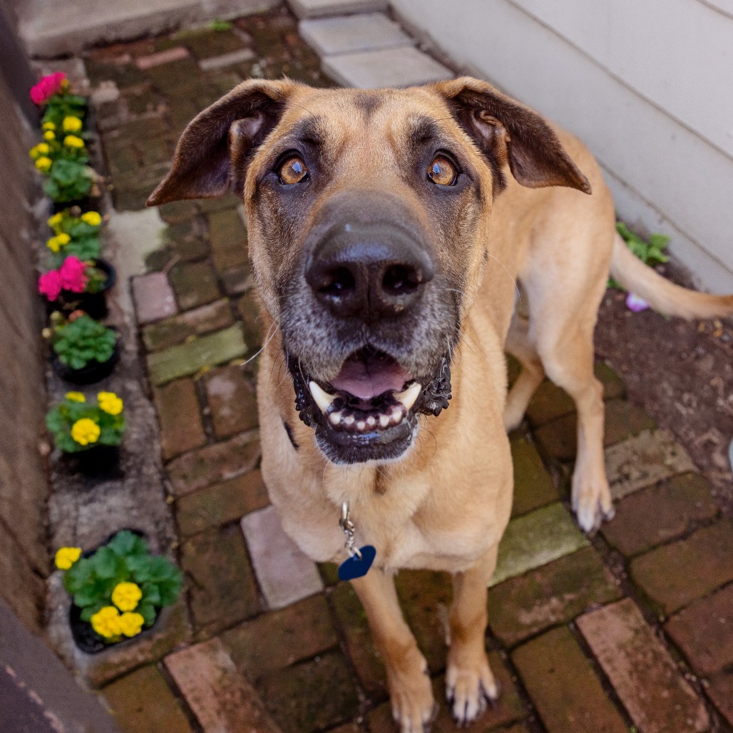 Zeus - Great Dane/Shepherd