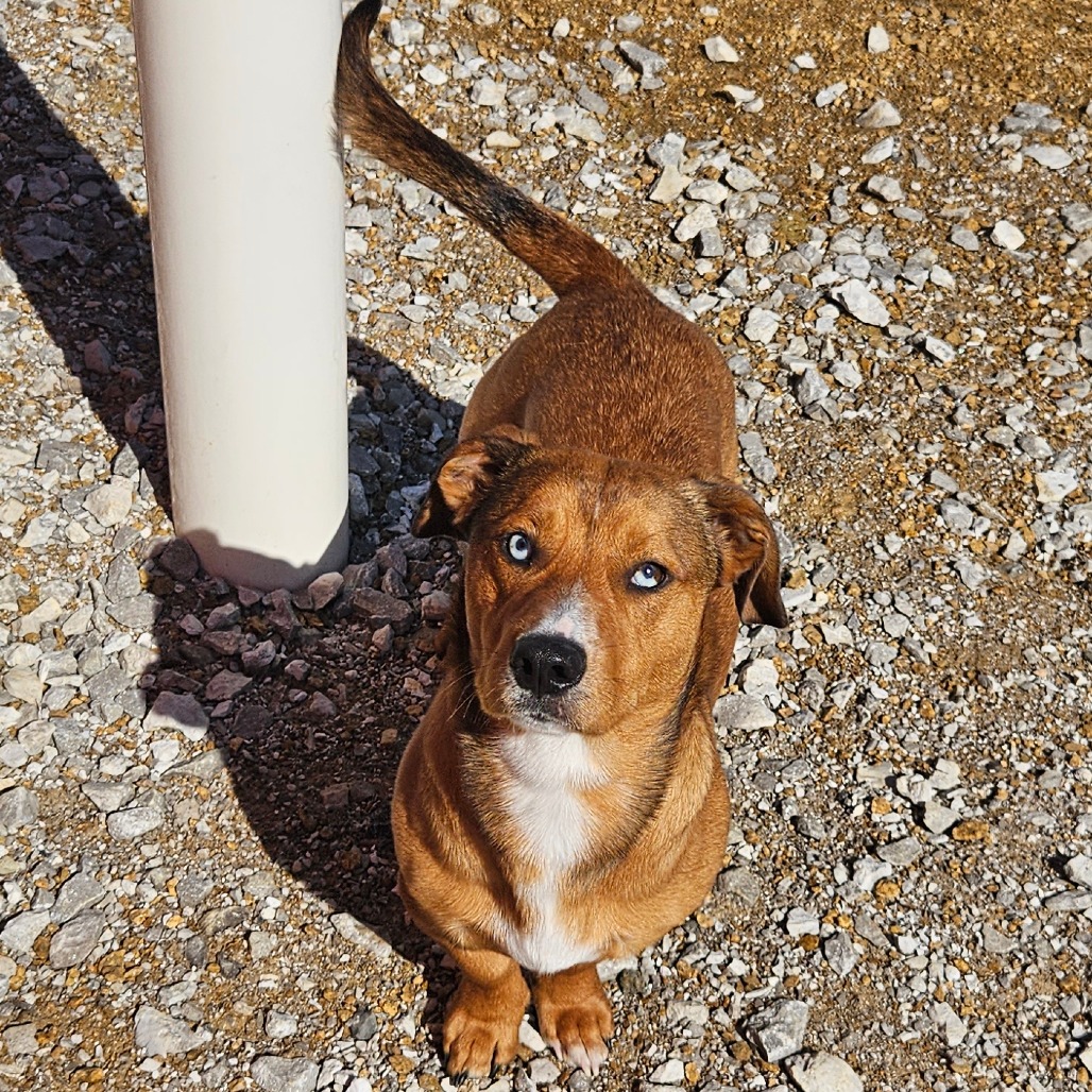 Sam - Mixed Breed (Medium)