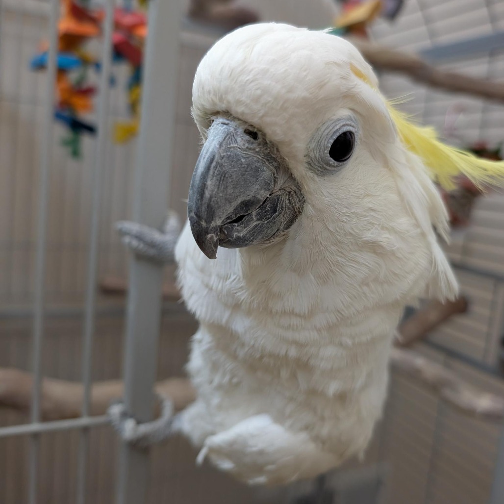 Angel - Greater Sulfur-crested Cockatoo