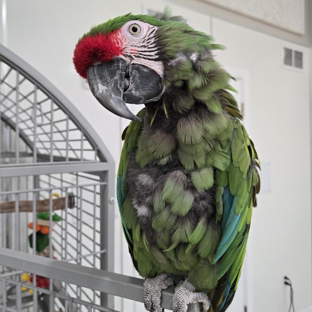 Maganda - Military Macaw