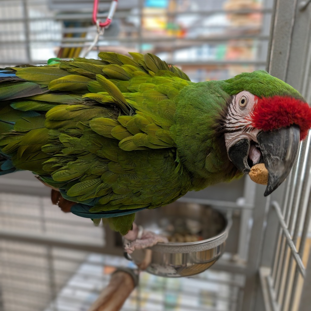 Joey - Military Macaw