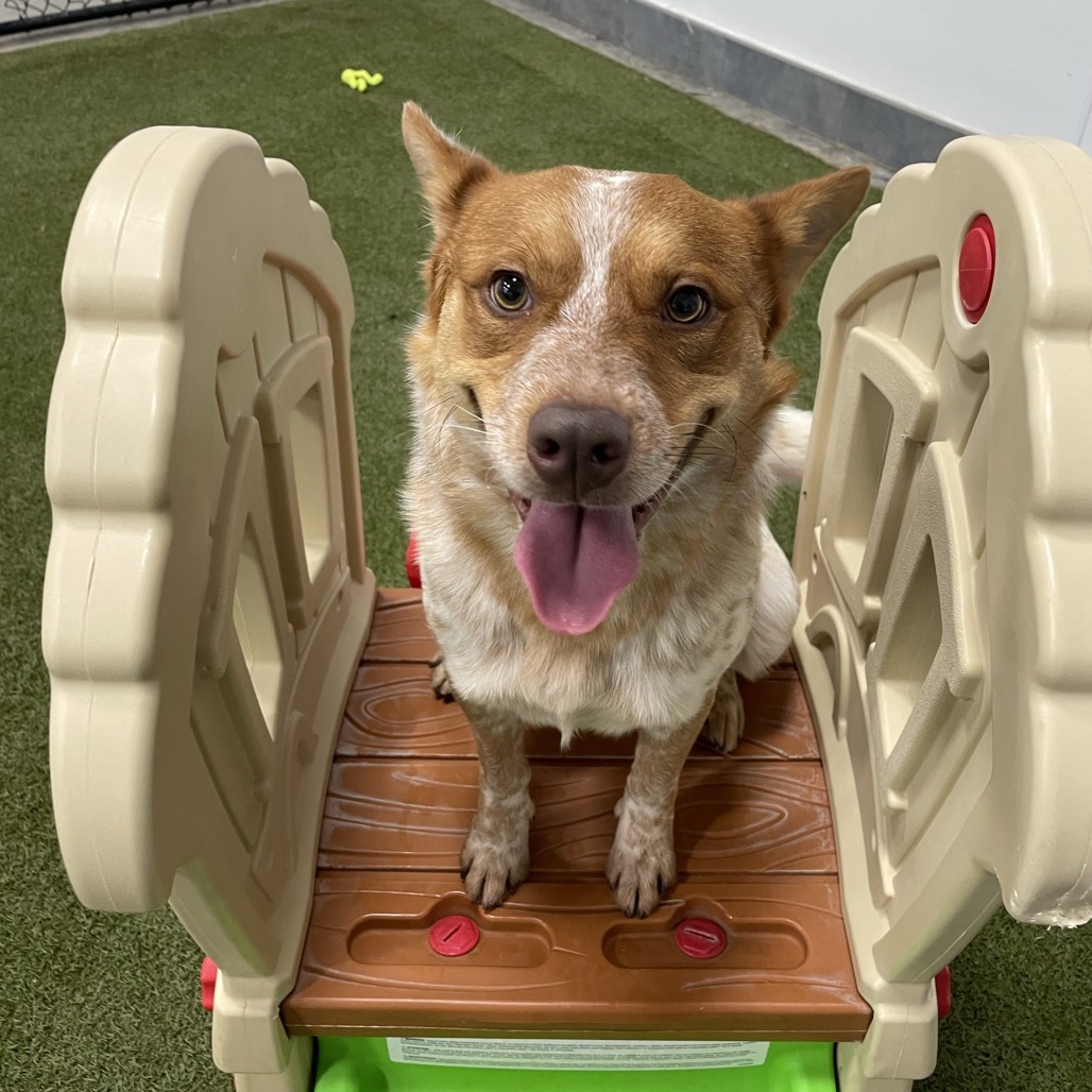 Cedar - Cattle Dog
