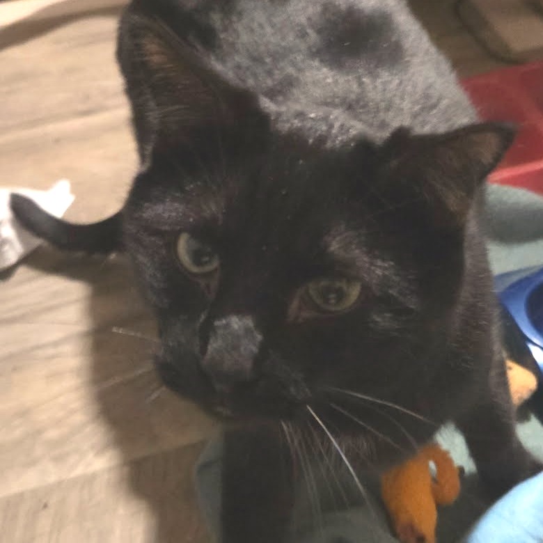Oliver - Domestic Shorthair