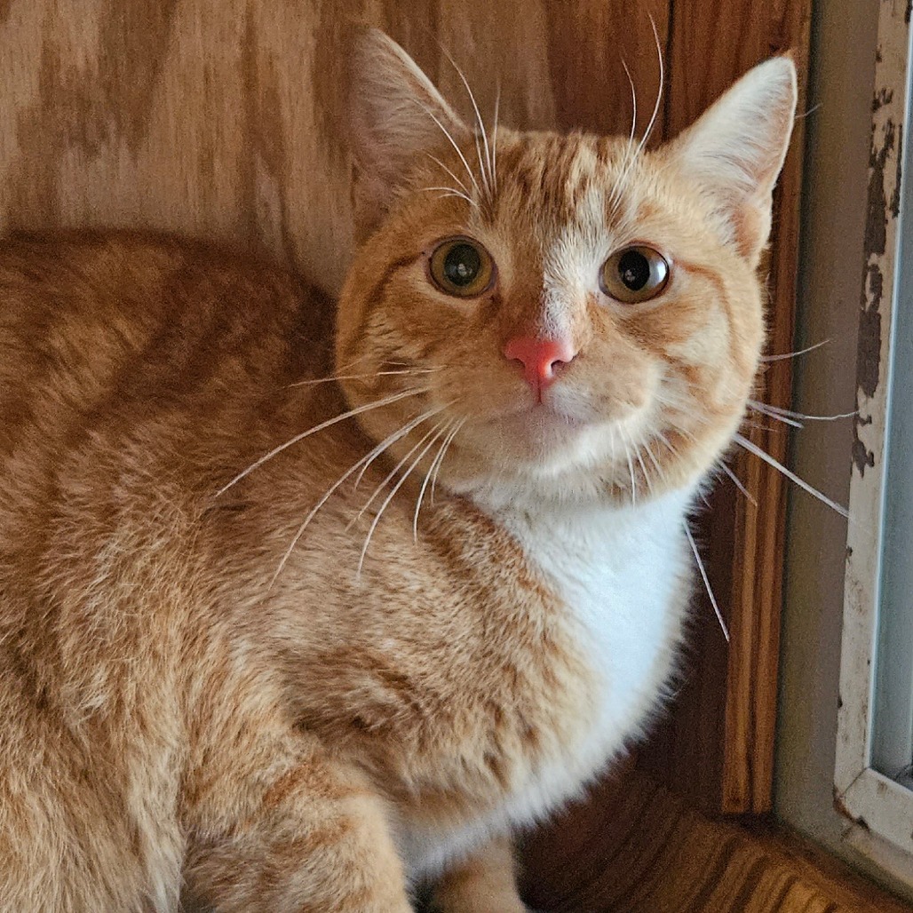 Mango - Domestic Shorthair