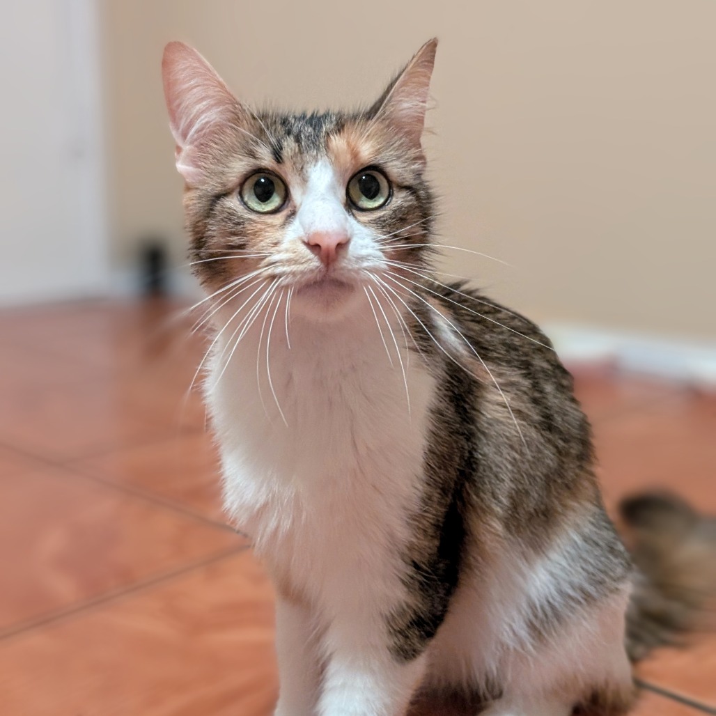 Billie - Domestic Medium Hair