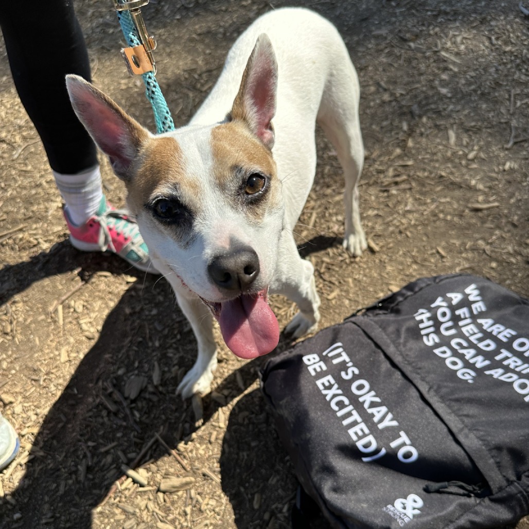 Olvera - Terrier, Jack Russell/Mix