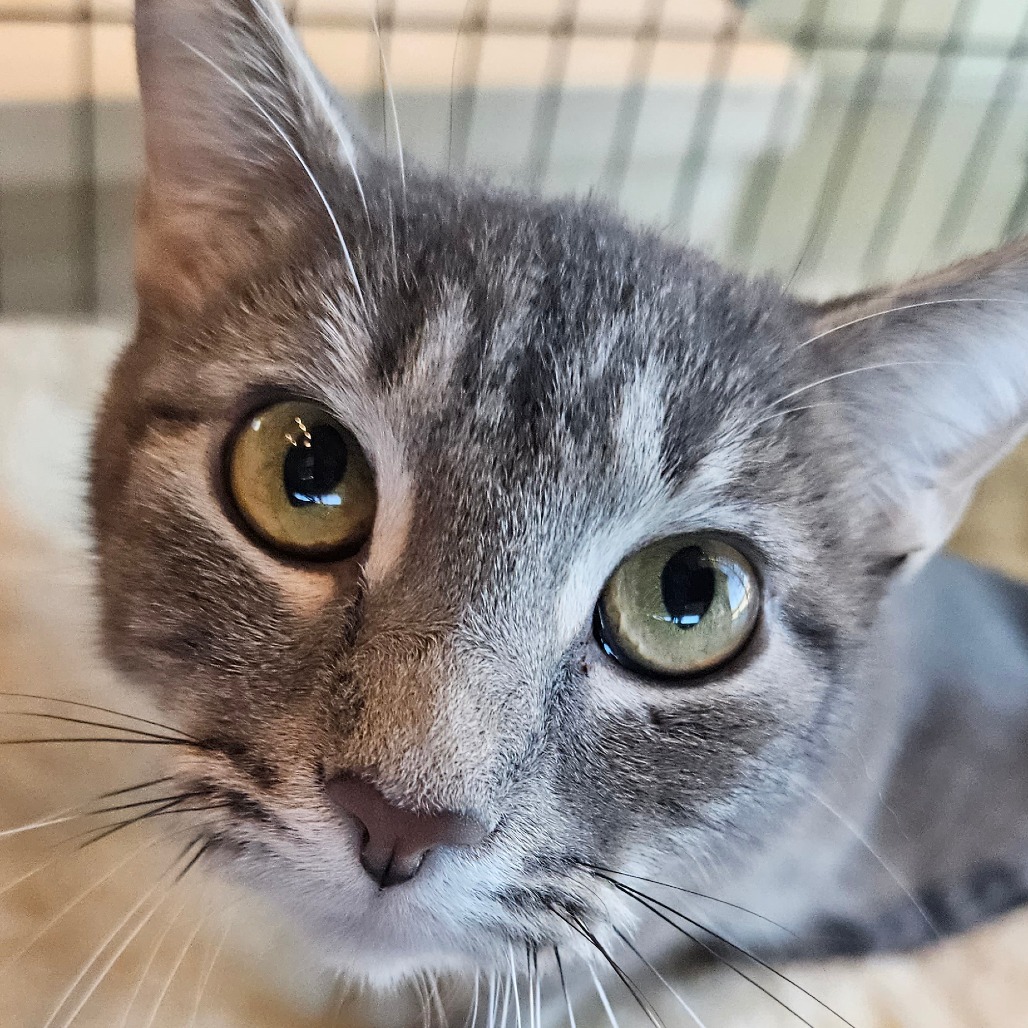 MeMe - Domestic Shorthair