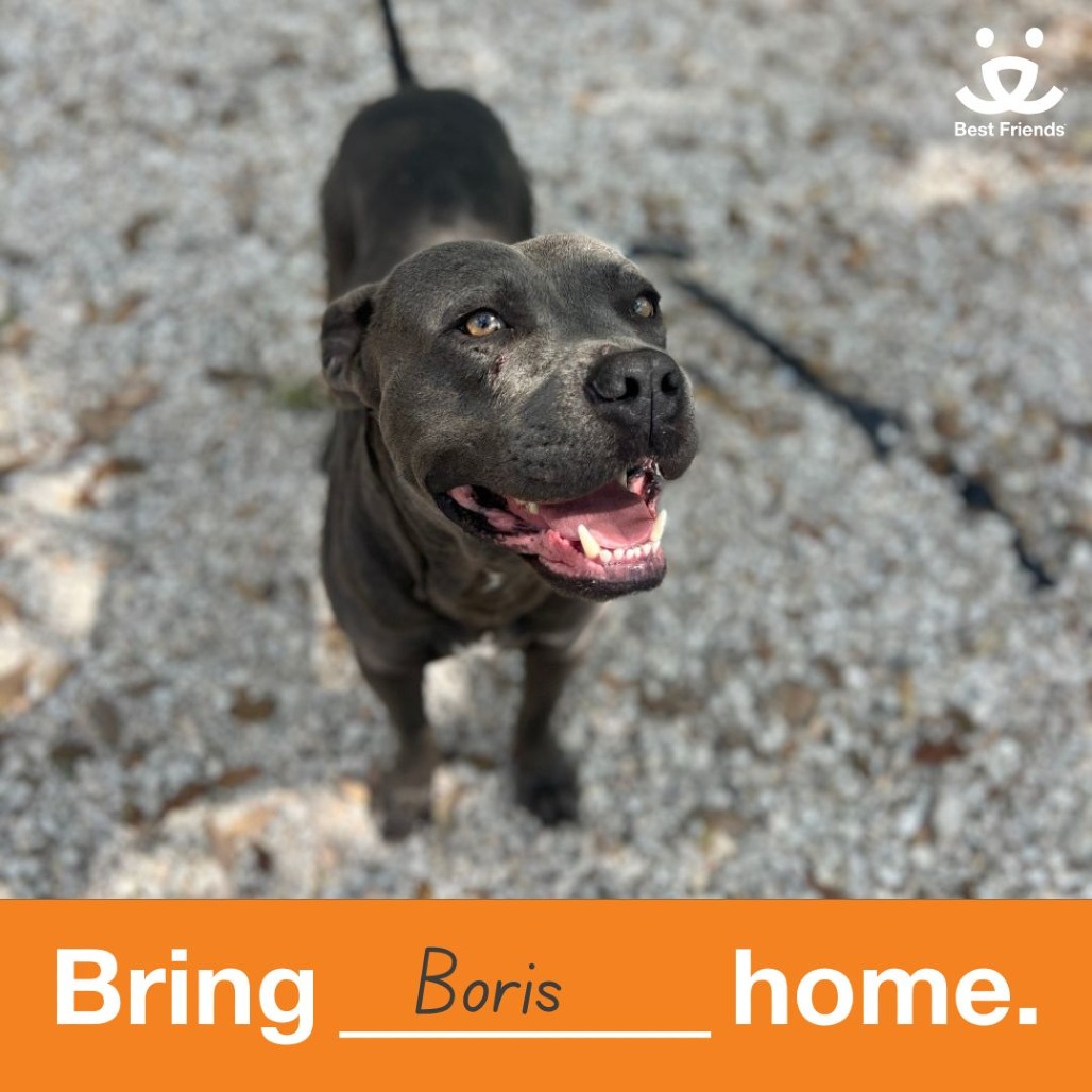 Boris - Mixed Breed (Large)