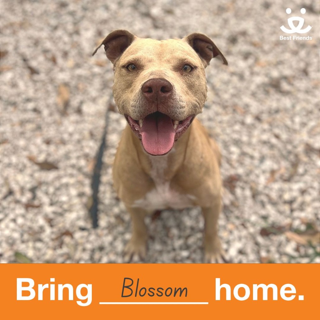Blossom - Mixed Breed (Medium)