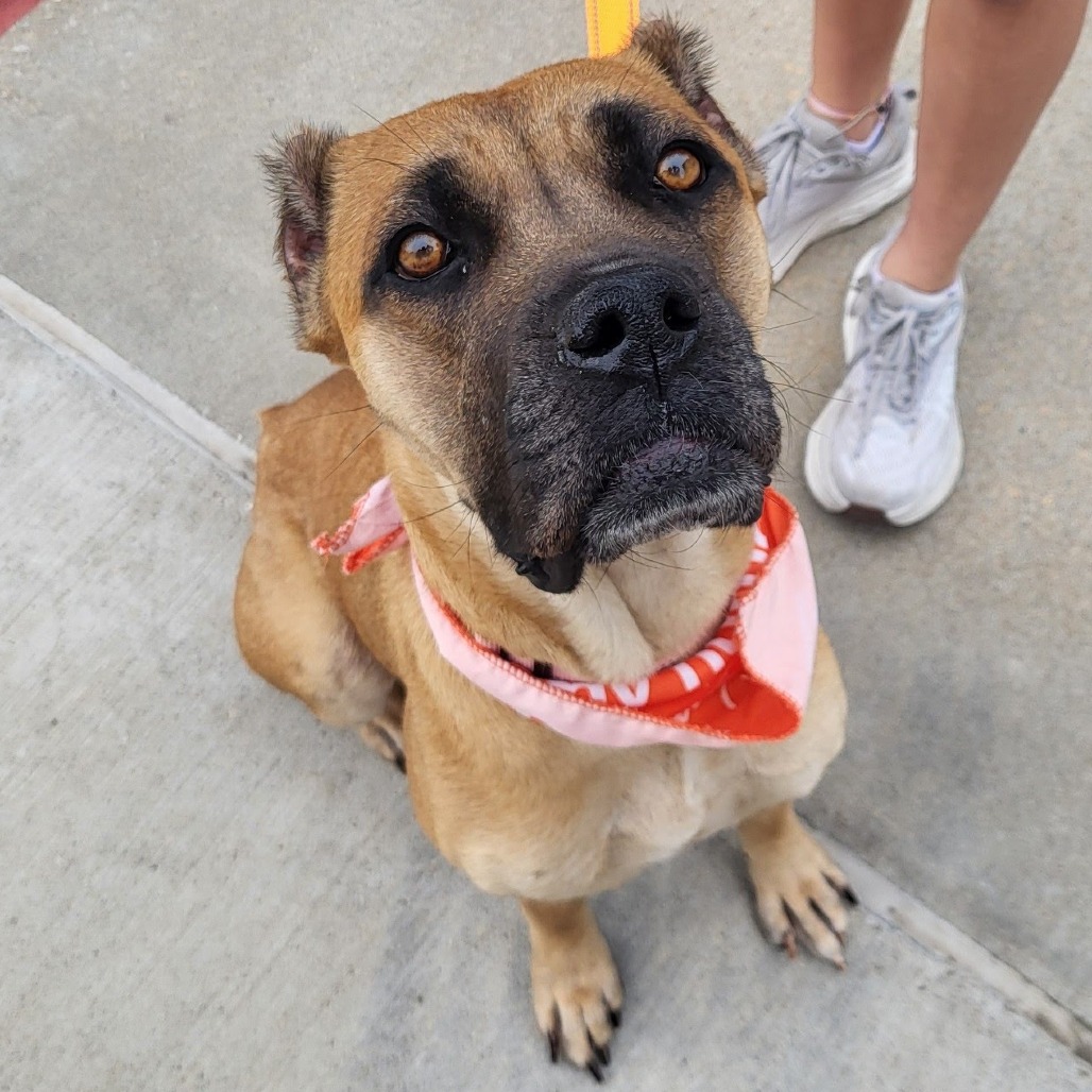 Rye - Mixed Breed (Large)