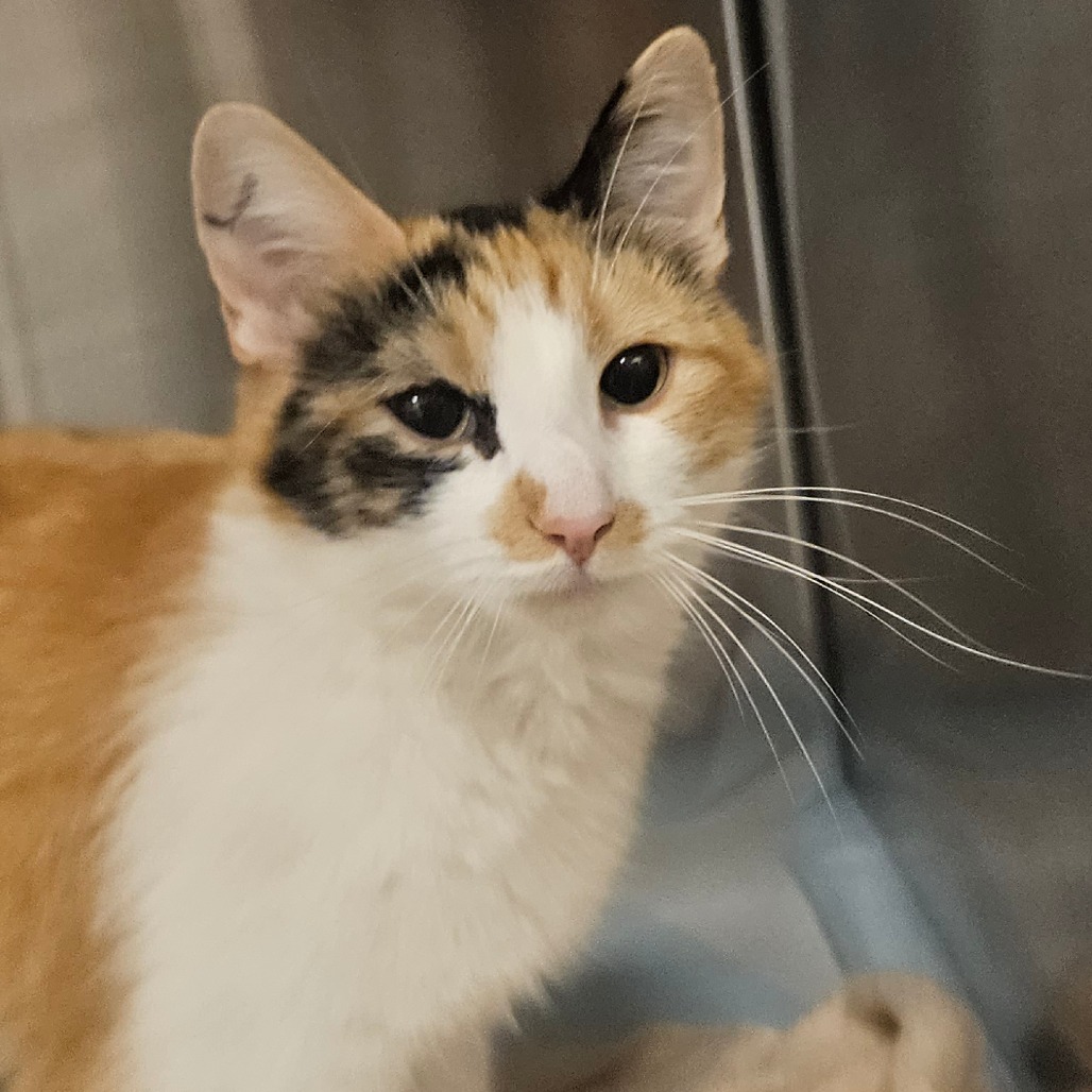 Jelly Bean - Domestic Shorthair