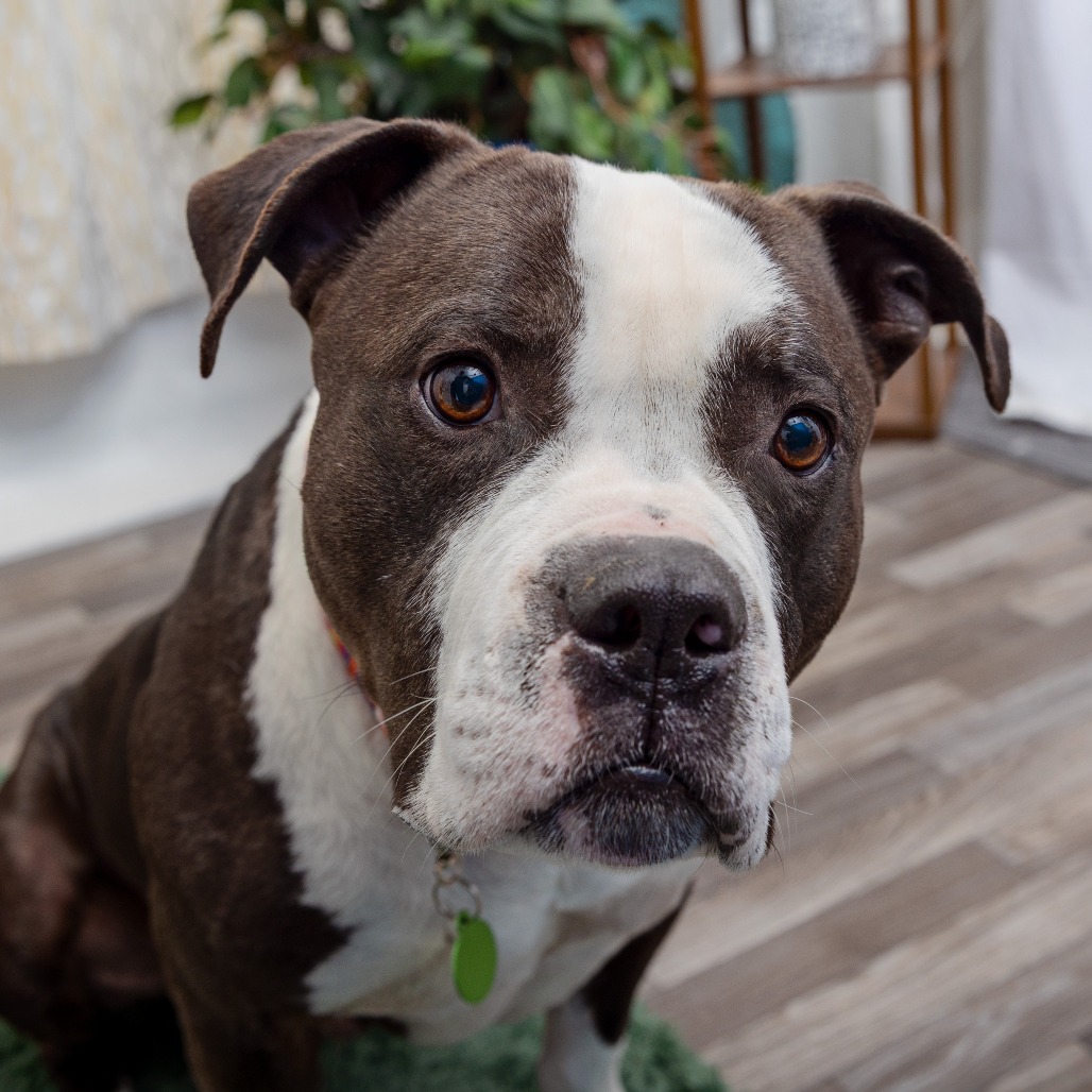 Hamlin - Terrier, American Pit Bull/Mix