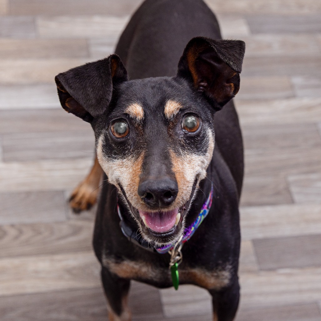 Franklin - Terrier, Manchester/Mix