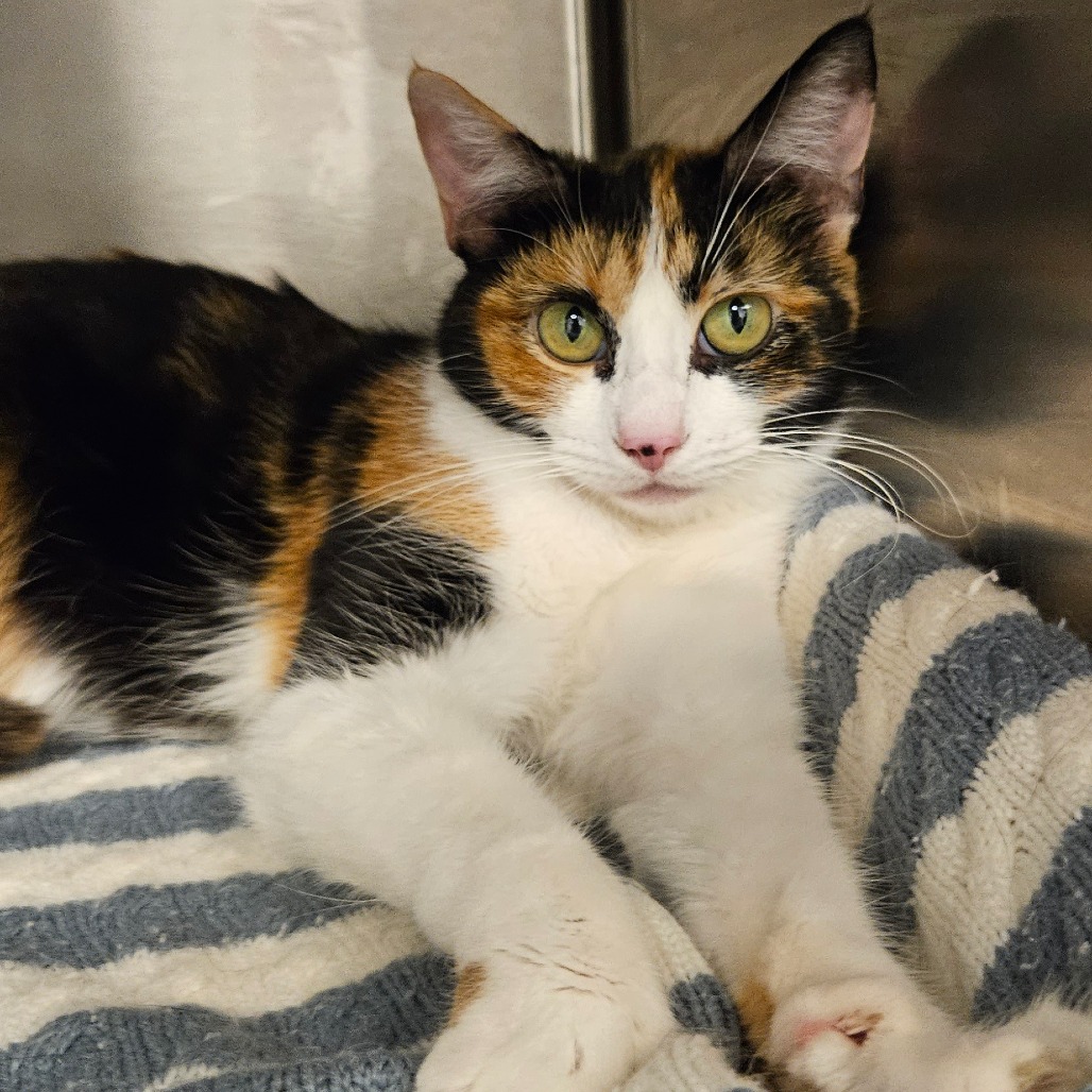 Rhonda - Domestic Shorthair